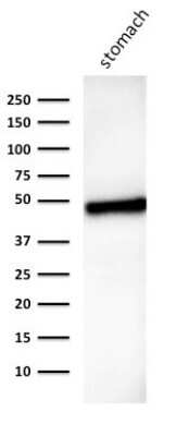 Cytokeratin 18 Antibody (B23.1) - Azide and BSA Free Western Blot: Cytokeratin 18 Antibody (B23.1) - Azide and BSA Free [NBP3-11545] -