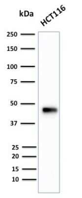 Cytokeratin 18 Antibody (B23.1) - Azide and BSA Free Western Blot: Cytokeratin 18 Antibody (B23.1) - Azide and BSA Free [NBP3-11545] -