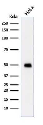 p53 Antibody (TRP/817) - Azide and BSA Free Western Blot: p53 Antibody (TRP/817) - Azide and BSA Free [NBP3-11546] -