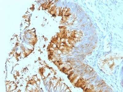 Lewis A Blood Group Antigen Antibody (SPM279) - Azide and BSA Free Immunohistochemistry-Paraffin: Lewis A Blood Group Antigen Antibody (SPM279) - Azide and BSA Free [NBP3-11560] -