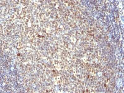 IPO-38 Antibody (IPO-38) - Azide and BSA Free Immunohistochemistry-Paraffin: IPO-38 Antibody (IPO-38) - Azide and BSA Free [NBP3-11569] -