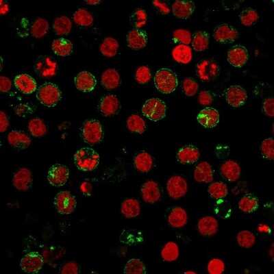 CD6 Antibody (SPV-L14) - Azide and BSA Free Immunocytochemistry/ Immunofluorescence: CD6 Antibody (SPV-L14) - Azide and BSA Free [NBP3-11571] -