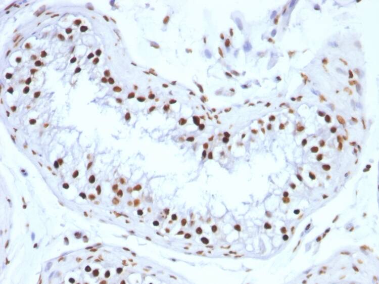 H1F0 Antibody (SPM256) - Azide and BSA Free Immunohistochemistry-Paraffin: H1F0 Antibody (SPM256) - Azide and BSA Free [NBP3-11577] -