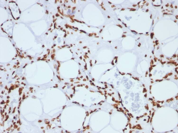 H1F0 Antibody (SPM256) - Azide and BSA Free Immunohistochemistry-Paraffin: H1F0 Antibody (SPM256) - Azide and BSA Free [NBP3-11577] -