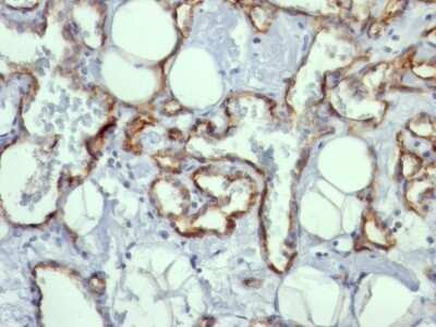 CD31/PECAM-1 Antibody (C31.10) - Azide and BSA Free Immunohistochemistry-Paraffin: CD31/PECAM-1 Antibody (C31.10) - Azide and BSA Free [NBP3-11580] -