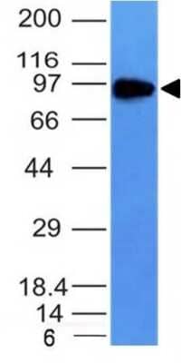 TfR (Transferrin R) Antibody (TFRC/1149) - Azide and BSA Free Western Blot: TfR (Transferrin R) Antibody (TFRC/1149) - Azide and BSA Free [NBP3-11596] -