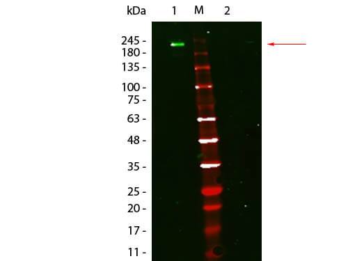 Rat Pure-Blot anti-Mouse IgG (H+L) Secondary Antibody (eB144) [DyLight 800]