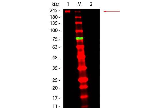 Rat Pure-Blot anti-Mouse IgG (H+L) Secondary Antibody (eB144) [DyLight 680]
