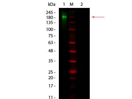 Mouse Pure-Blot anti-Rabbit IgG (H+L) Secondary Antibody (eB182) [DyLight 800]