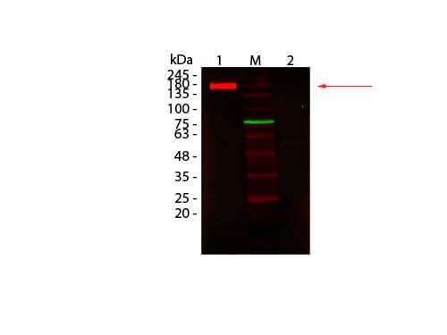 Mouse Pure-Blot anti-Rabbit IgG (H+L) Secondary Antibody (eB182) [DyLight 680]