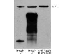 Mouse Pure-Blot anti-Rabbit IgG (H+L) Secondary Antibody (eB182) [DyLight 680]
