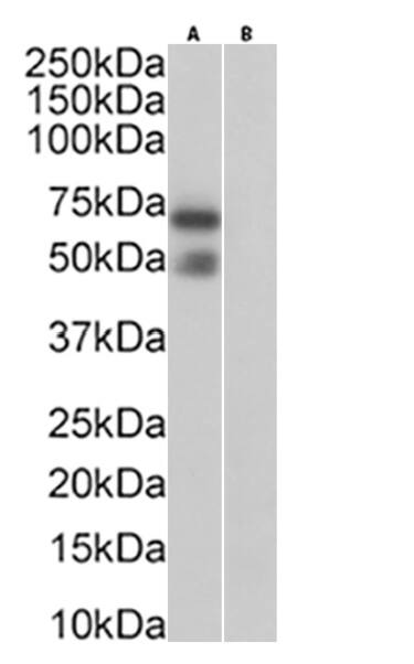 Podoplanin Antibody (PMab-1) - Chimeric - Azide and BSA Free