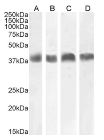 Podoplanin Antibody (PMab-1) - Chimeric - Azide and BSA Free