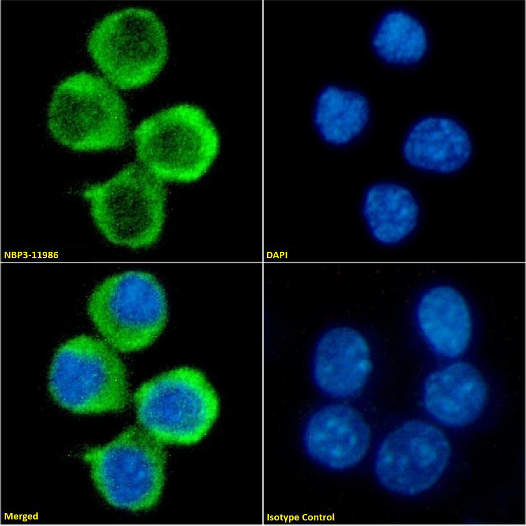 4-1BB Ligand/TNFSF9 Antibody (AT113-2) - Chimeric - Azide and BSA Free