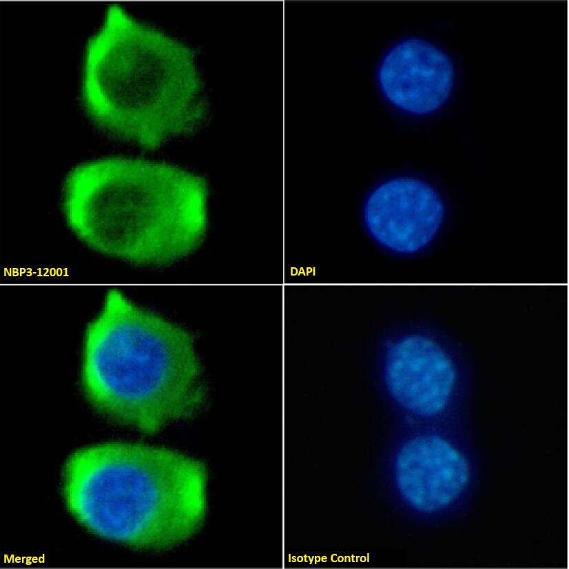 CCR9 Antibody (9B1) - Chimeric - Azide and BSA Free