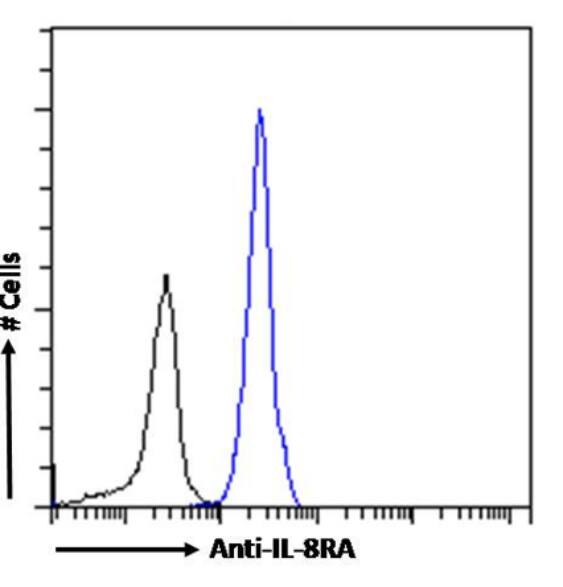 CXCR1/IL-8RA Antibody (SE2) - Chimeric - Azide and BSA Free