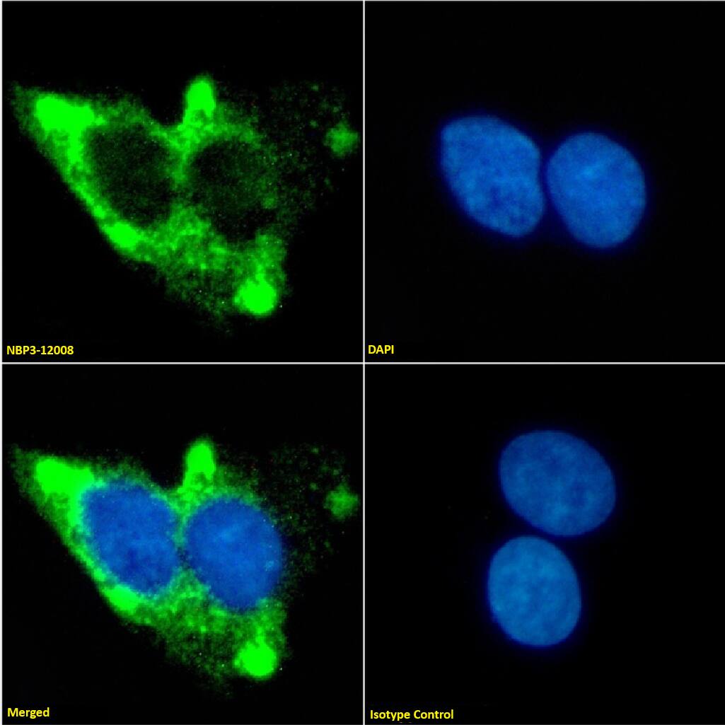 beta-2 Adrenergic R/ADRB2 Antibody (13D6) - Chimeric - Azide and BSA Free