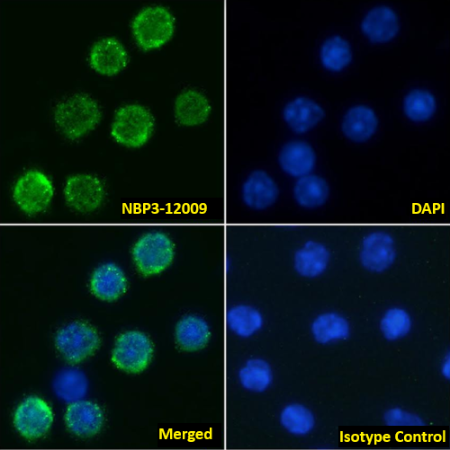 IL6R Antibody (D7715A7) - Chimeric - Azide and BSA Free