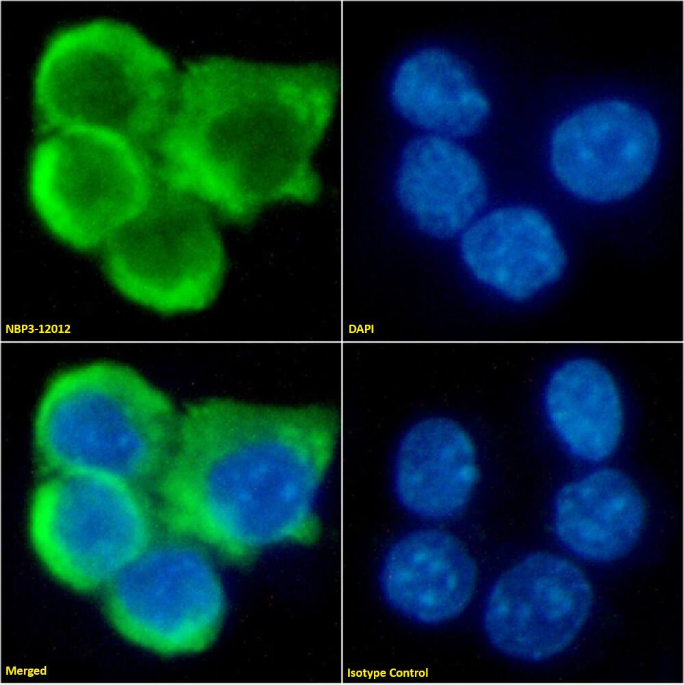 CCR7 Antibody (4B12) - Chimeric - Azide and BSA Free