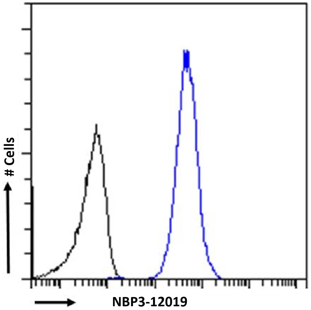 Histone H4 [ac Lys12, ac Lys16, ac Lys8] Antibody (KM-2) - Chimeric - Azide and BSA Free