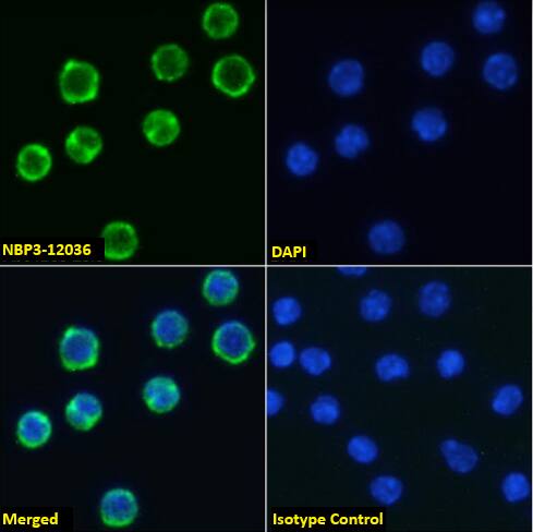 CD98 Antibody (RL388) - Chimeric - Azide and BSA Free