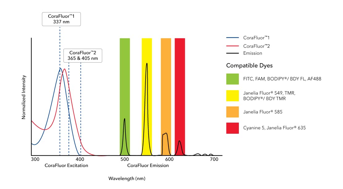 MS4A4A Antibody (3F2) [CoraFluor™ 1]