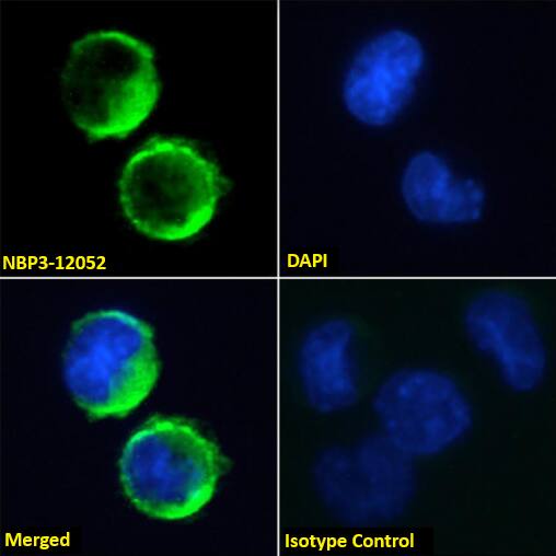 Fc epsilon RI Antibody (IE7) - Chimeric - Azide and BSA Free