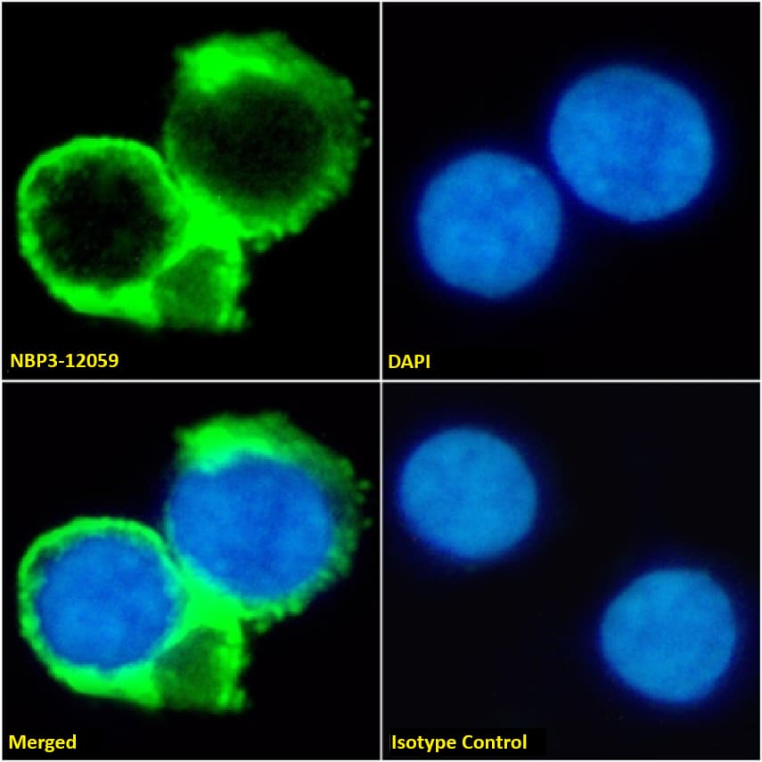 CD53 Antibody (HD77) - Chimeric - Azide and BSA Free
