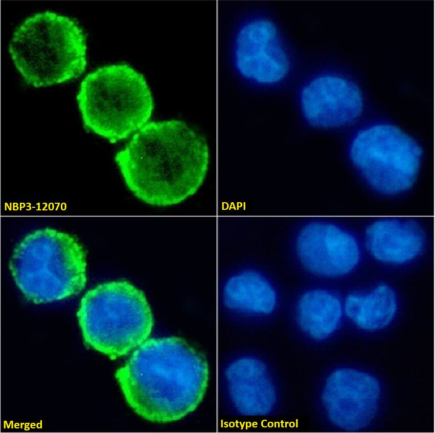 CD15/Lewis X Antibody (BRA-4F1) - Chimeric - Azide and BSA Free