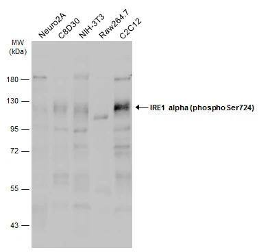 IRE1 alpha [p Ser724] Antibody
