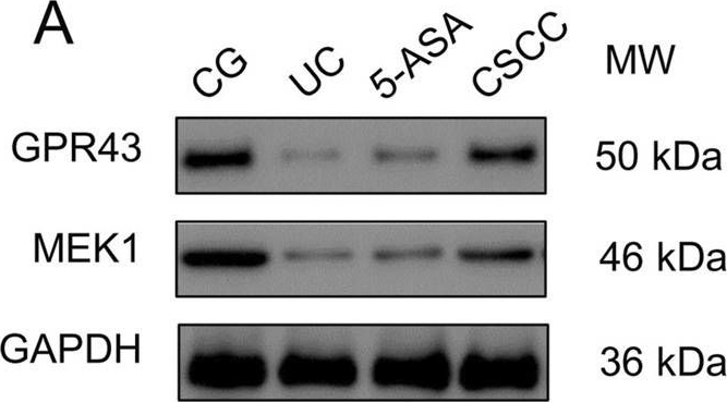 FFAR2/GPR43 Antibody