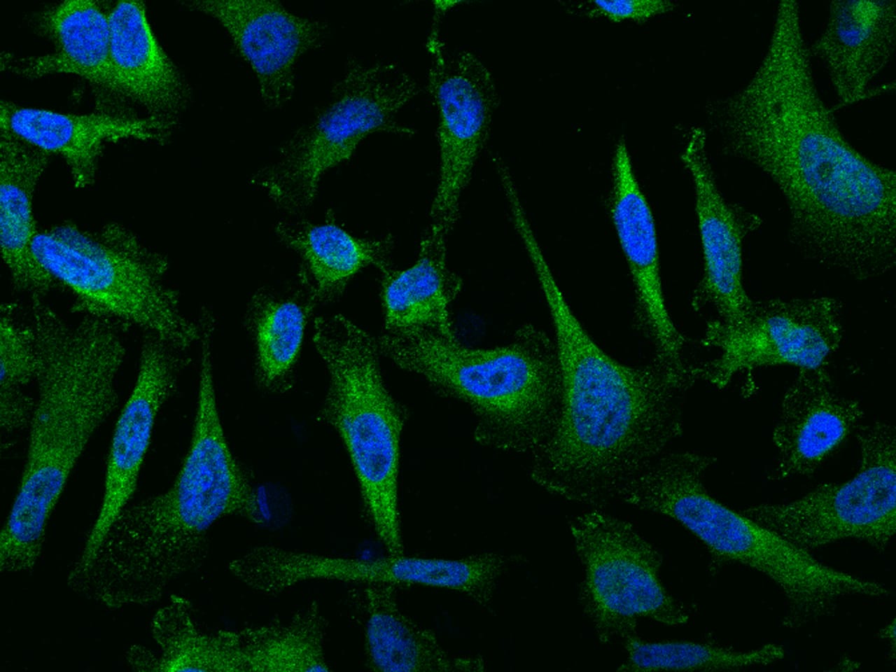 LSM12 Antibody - BSA Free