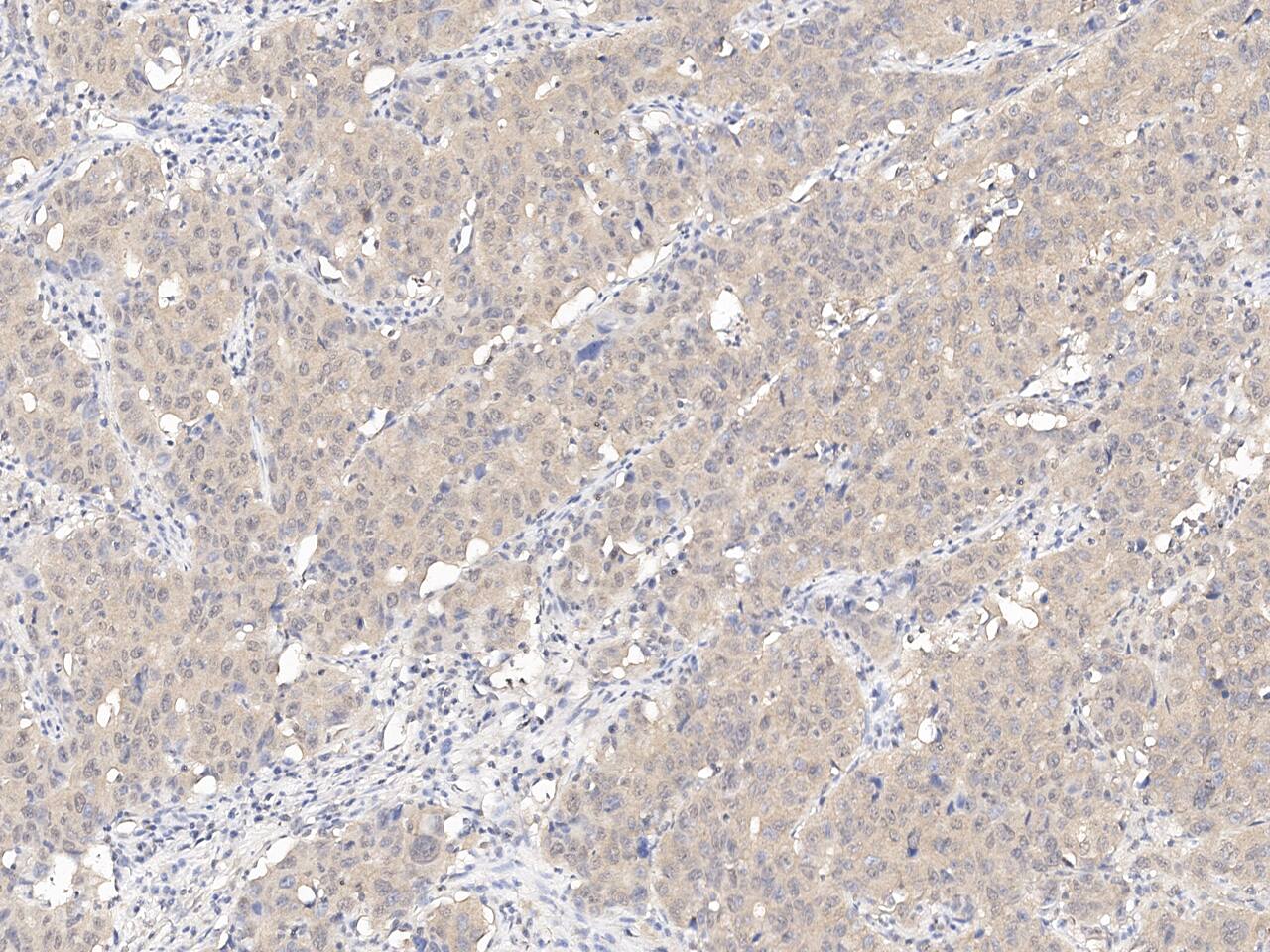 NTAN1 Antibody - BSA Free