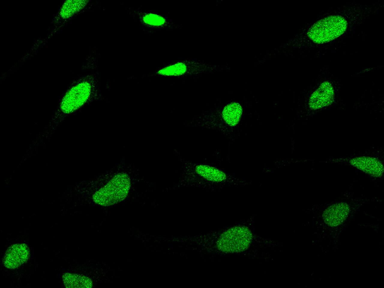 XPC Antibody - BSA Free