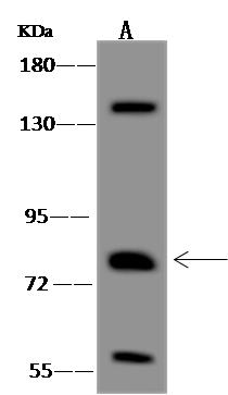 PCDHB15 Antibody - BSA Free