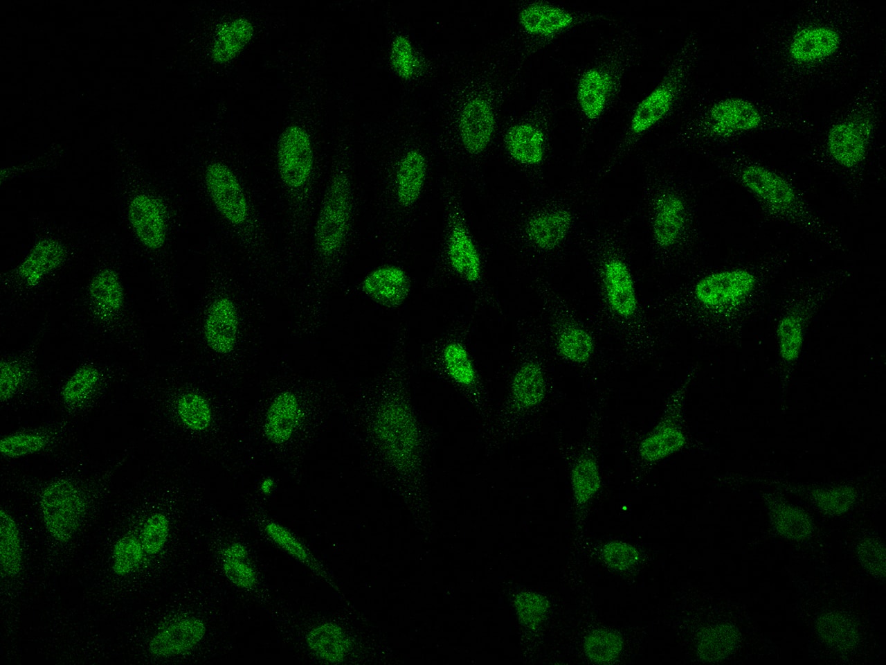SmarcAL1 Antibody - BSA Free