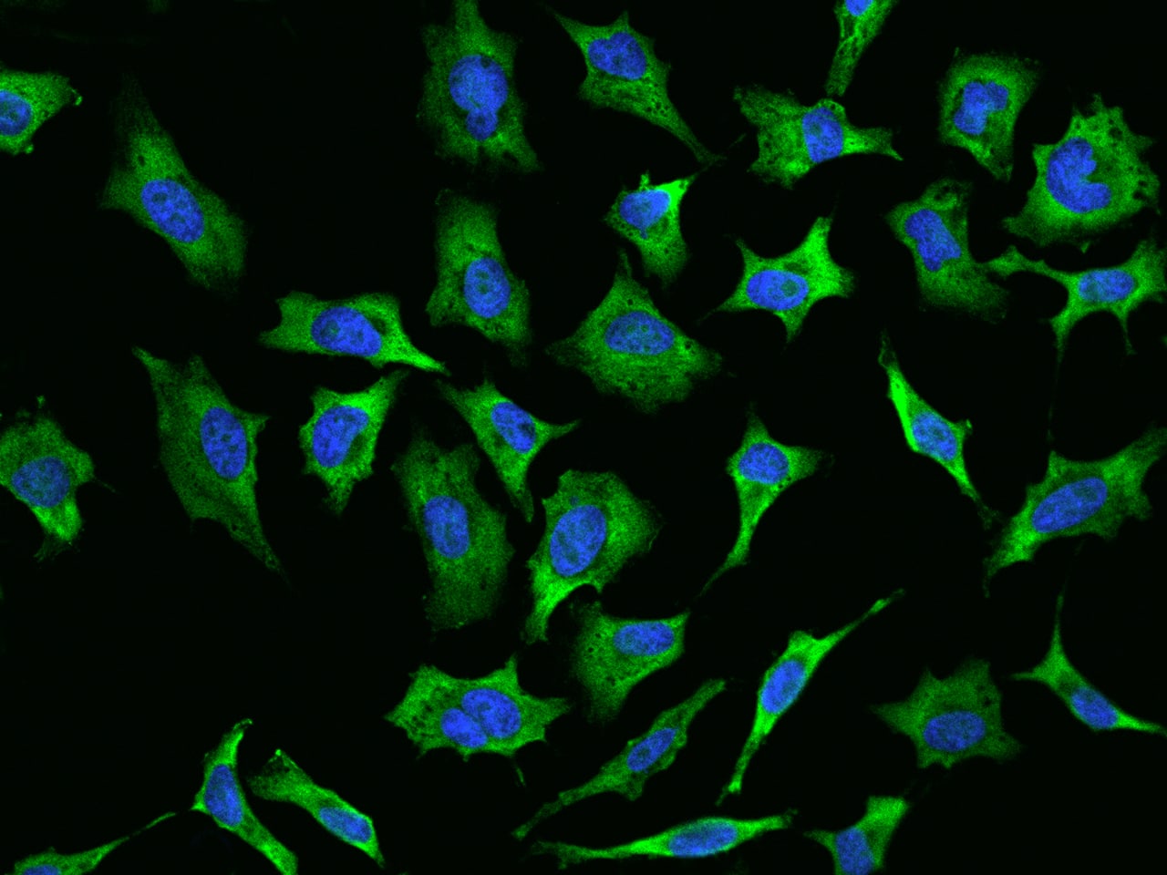 RPL29 Antibody - BSA Free