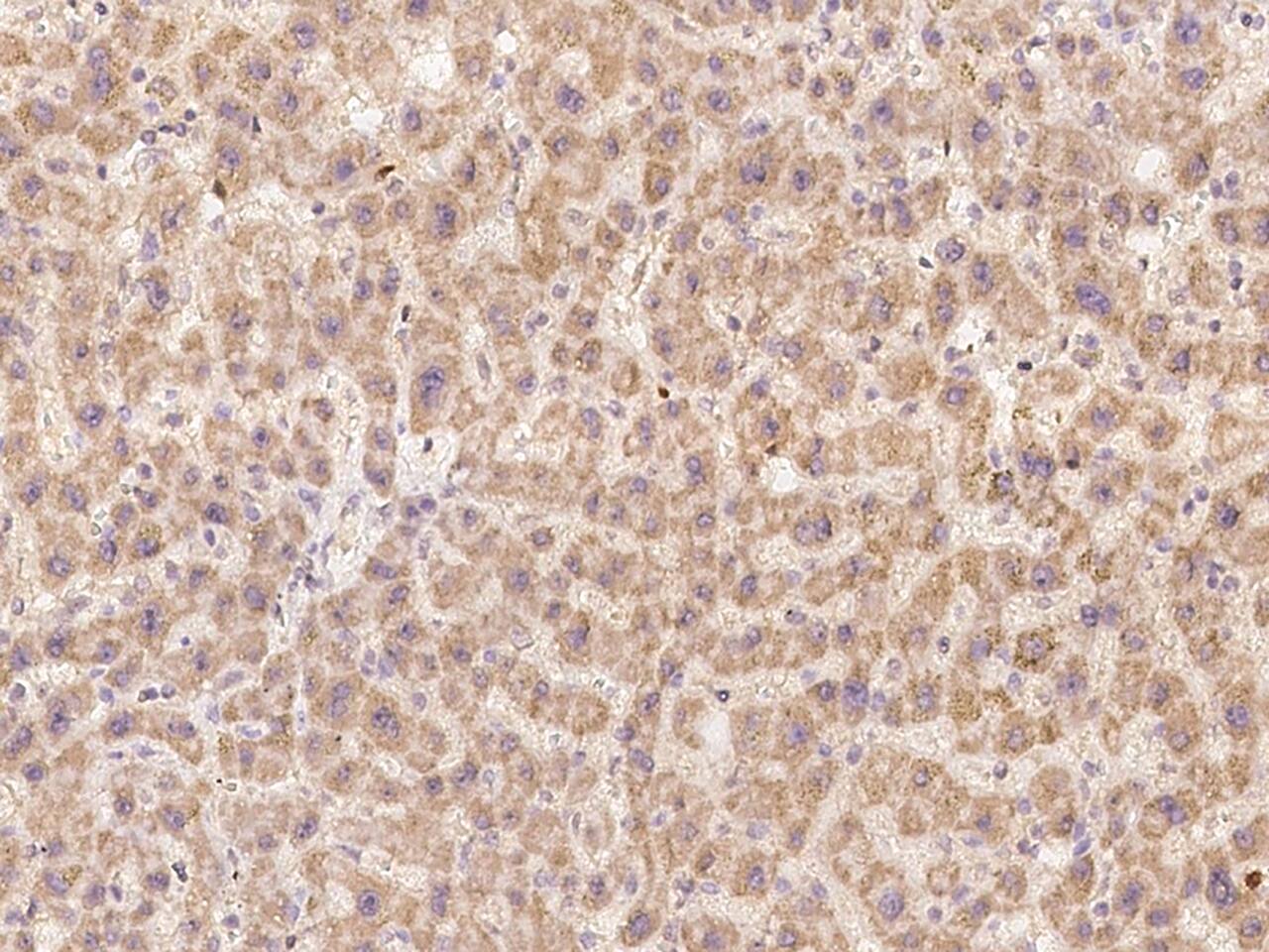 OSER1 Antibody - BSA Free