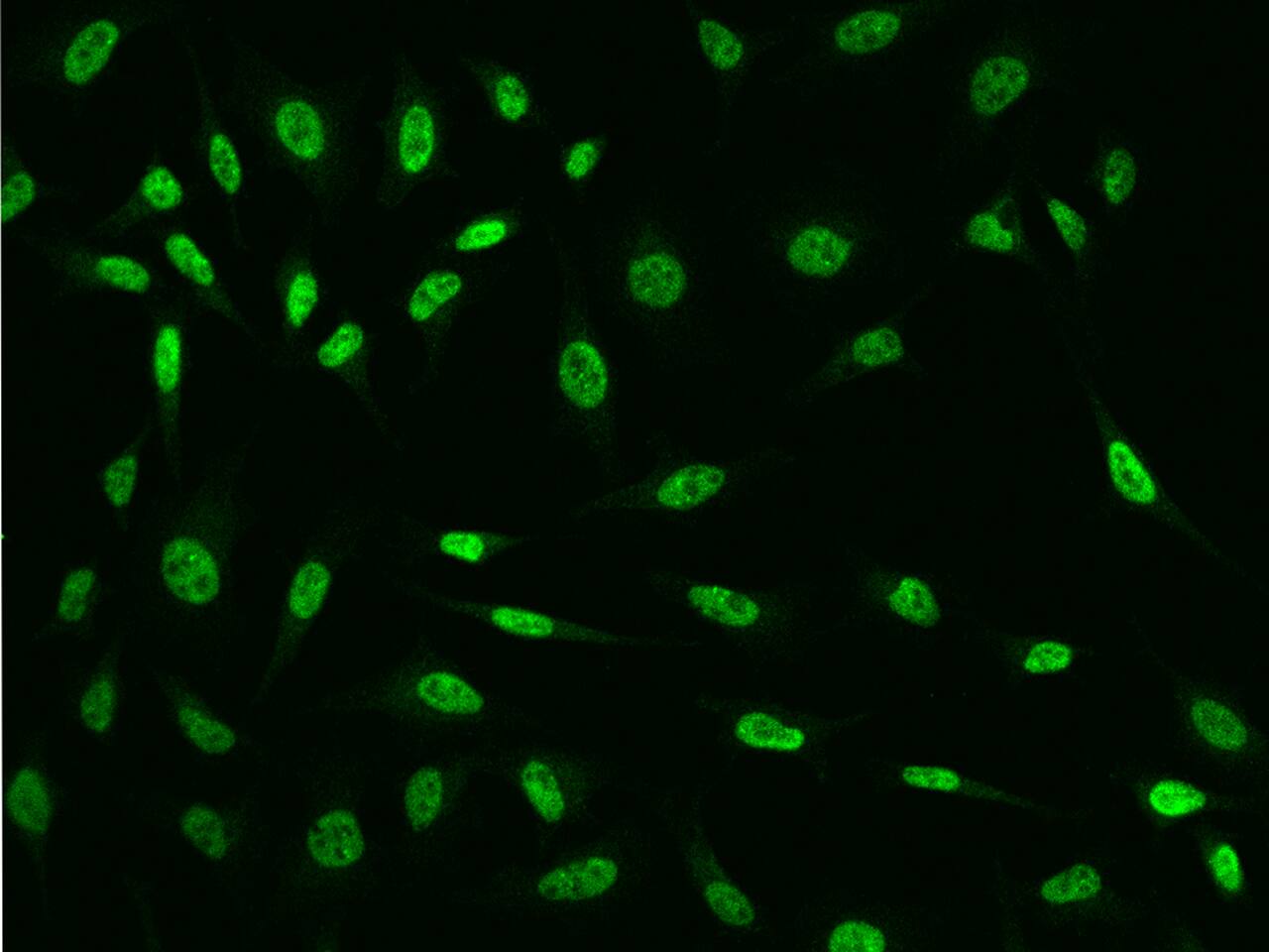 ZNF346 Antibody - BSA Free