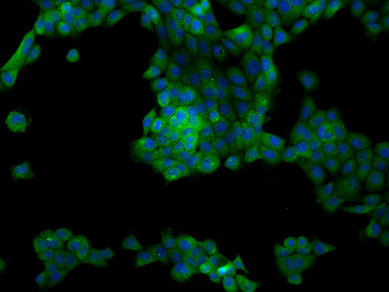 FAM126A Antibody - BSA Free