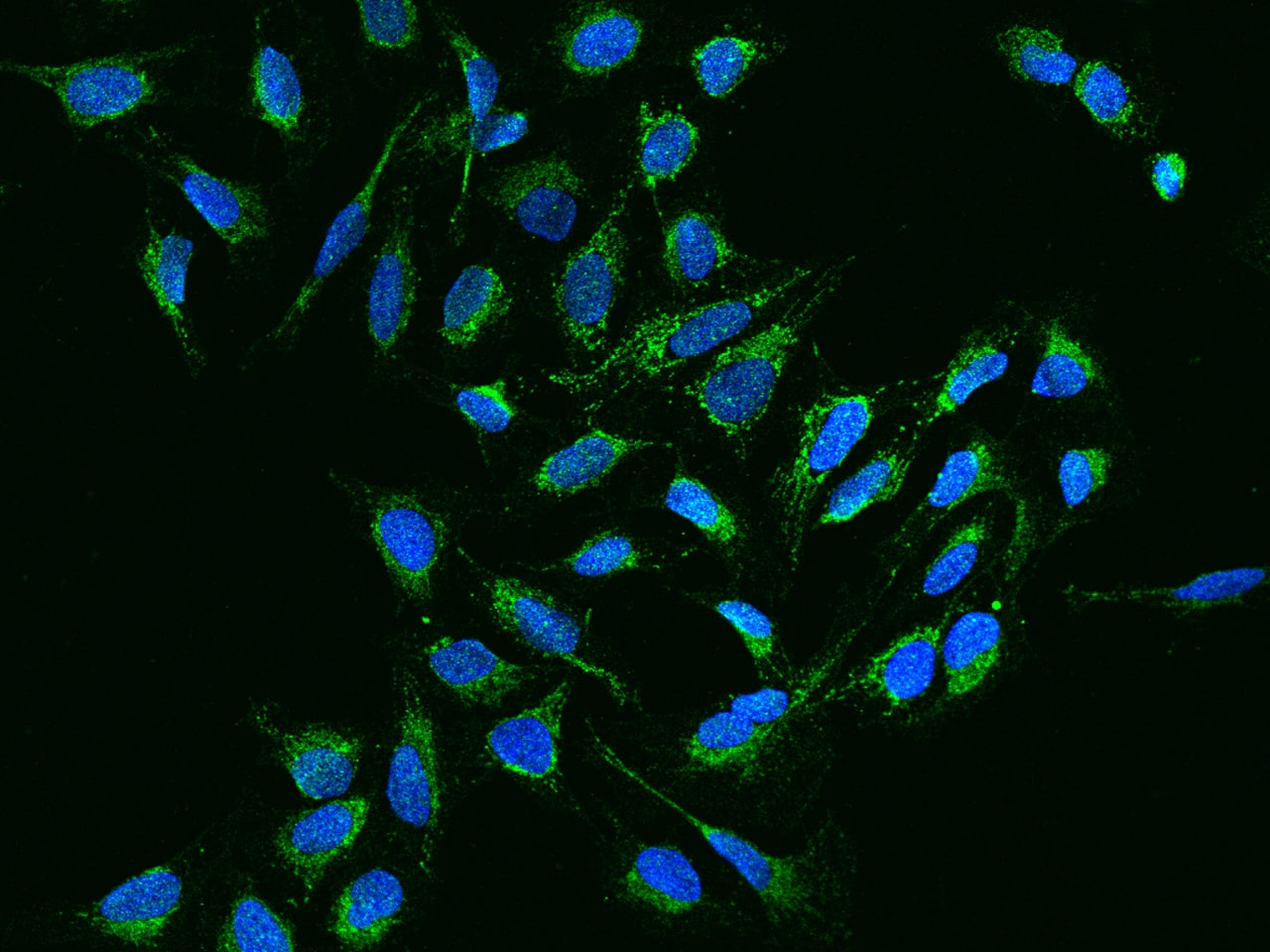 NDUFB11 Antibody - BSA Free
