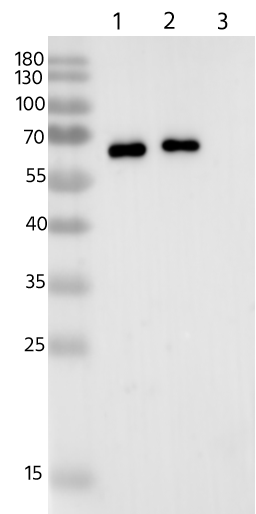 Influenza A nucleoprotein Antibody (010) - Azide and BSA Free