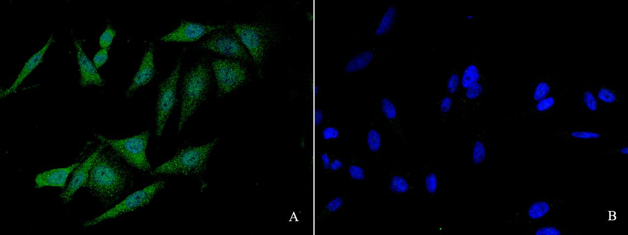 FANCC Antibody - Azide and BSA Free