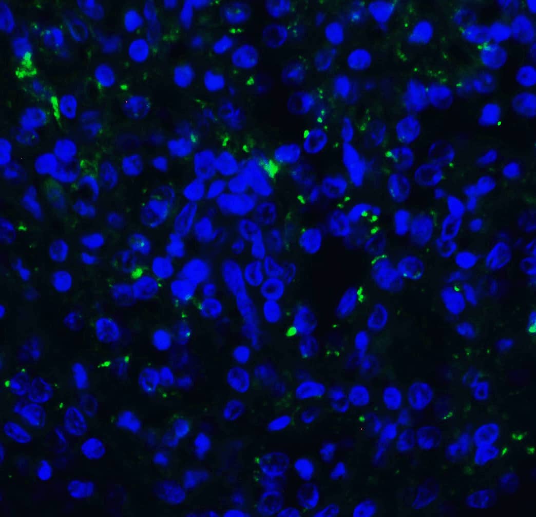 TIGIT Antibody (2C7) - VHH - Azide and BSA Free