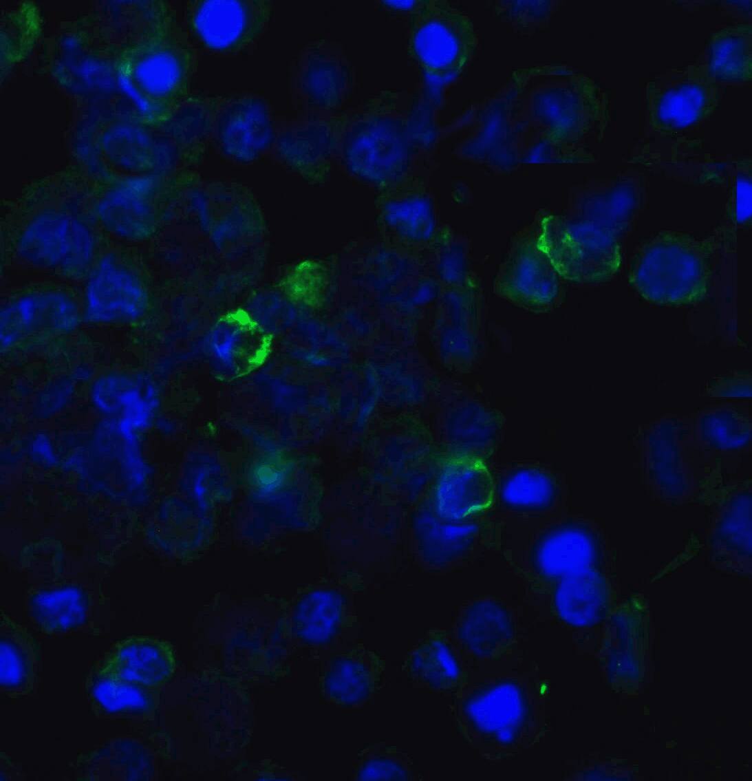 TIGIT Antibody (2C7) - VHH - Azide and BSA Free