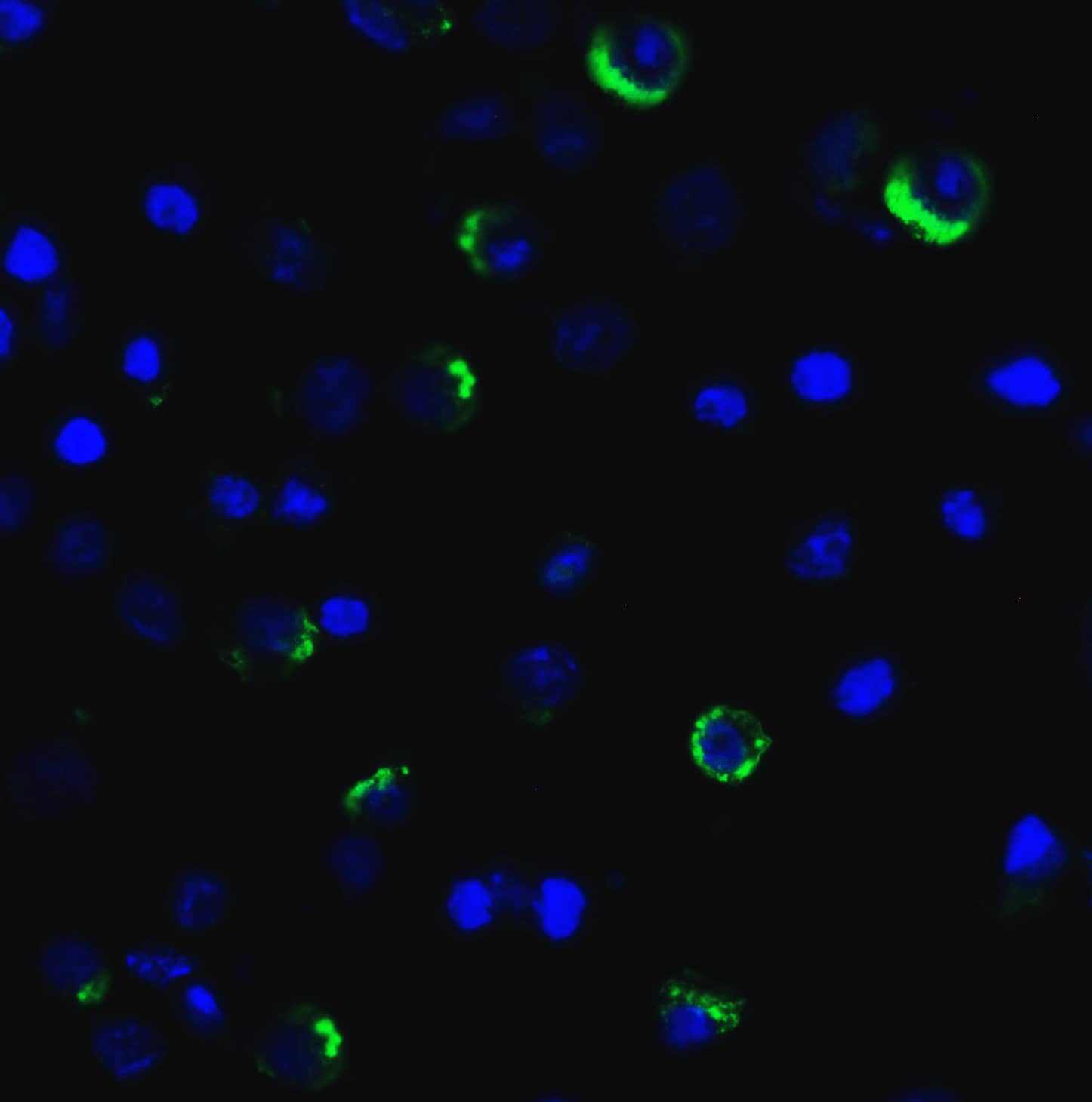 LAG-3 Antibody (1A6) - VHH - Azide and BSA Free