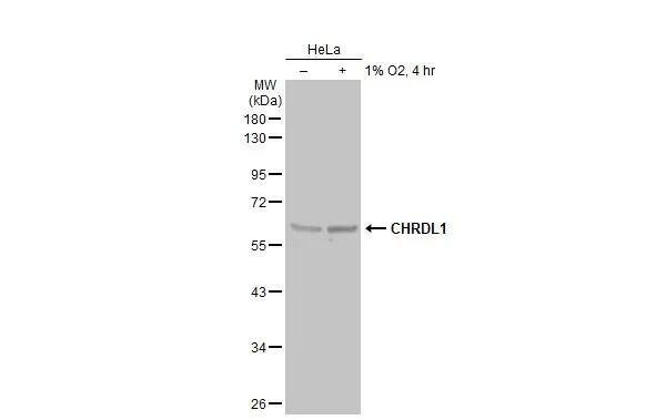 Chordin-like 1/CHRDL1 Antibody