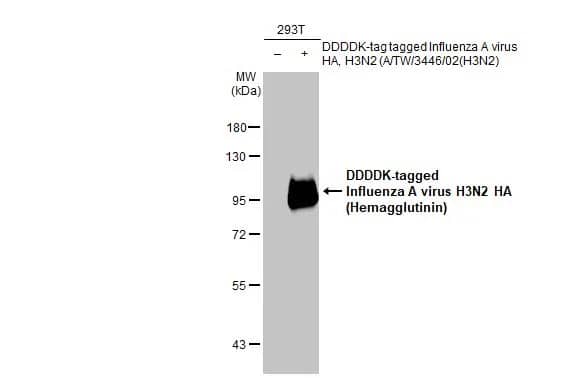 Influenza A H3N2 Hemagglutinin Antibody - (A/Taiwan/3446/02)