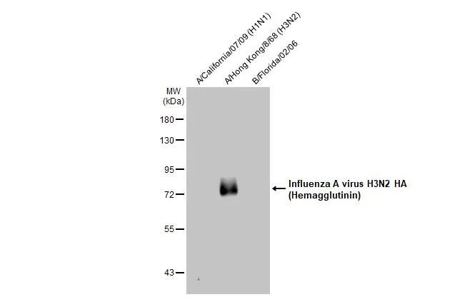 Influenza A H3N2 Hemagglutinin Antibody - (A/Taiwan/3446/02)