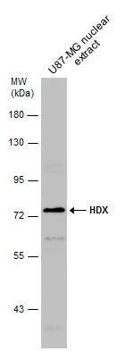 HDX Antibody - BSA Free